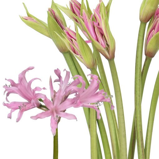 Nerine Belladiva Aphrodite - Westflor flower wholesale