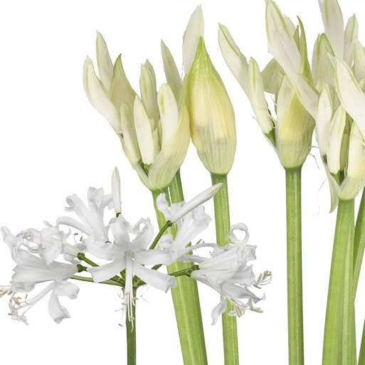 Nerne Bianca Perla - Westflor flower wholesale
