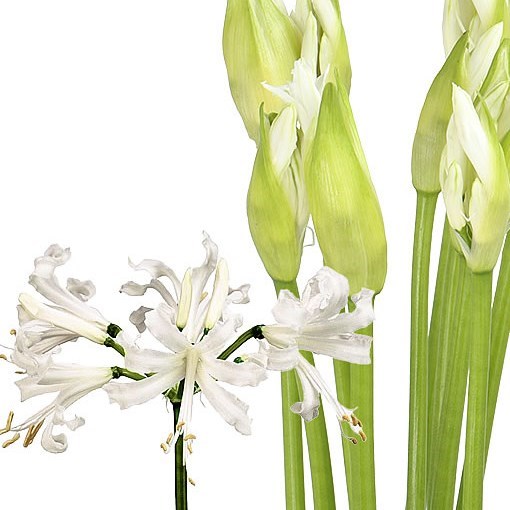 Nerine Biancaneve - Westflor flower wholesale