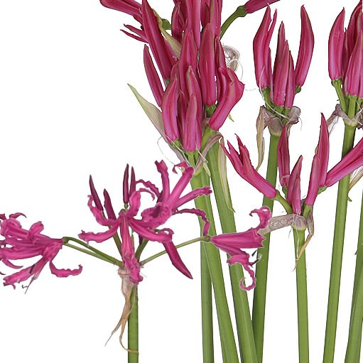 Nerne Favoriet - Westflor flower wholesale