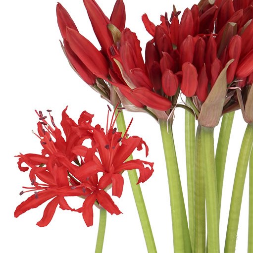 Nerne Lydia - Westflor flower wholesale