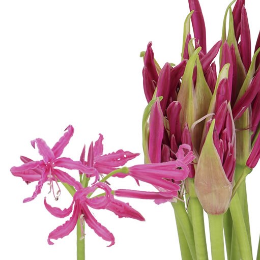 Nerine Mister Nick - Westflor flower wholesale