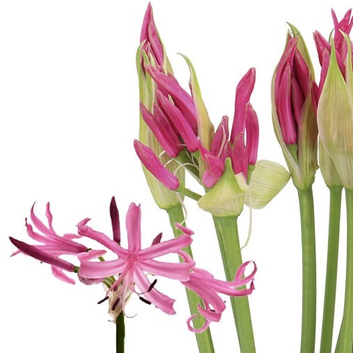Nerine Ras Van Roon - Westflor flower wholesale