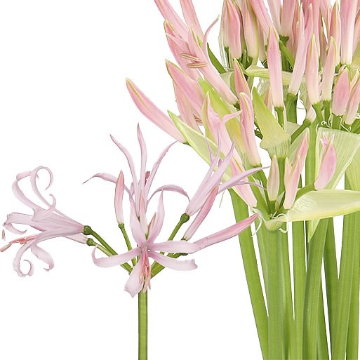 Nerine Vesta - Westflor flower wholesale