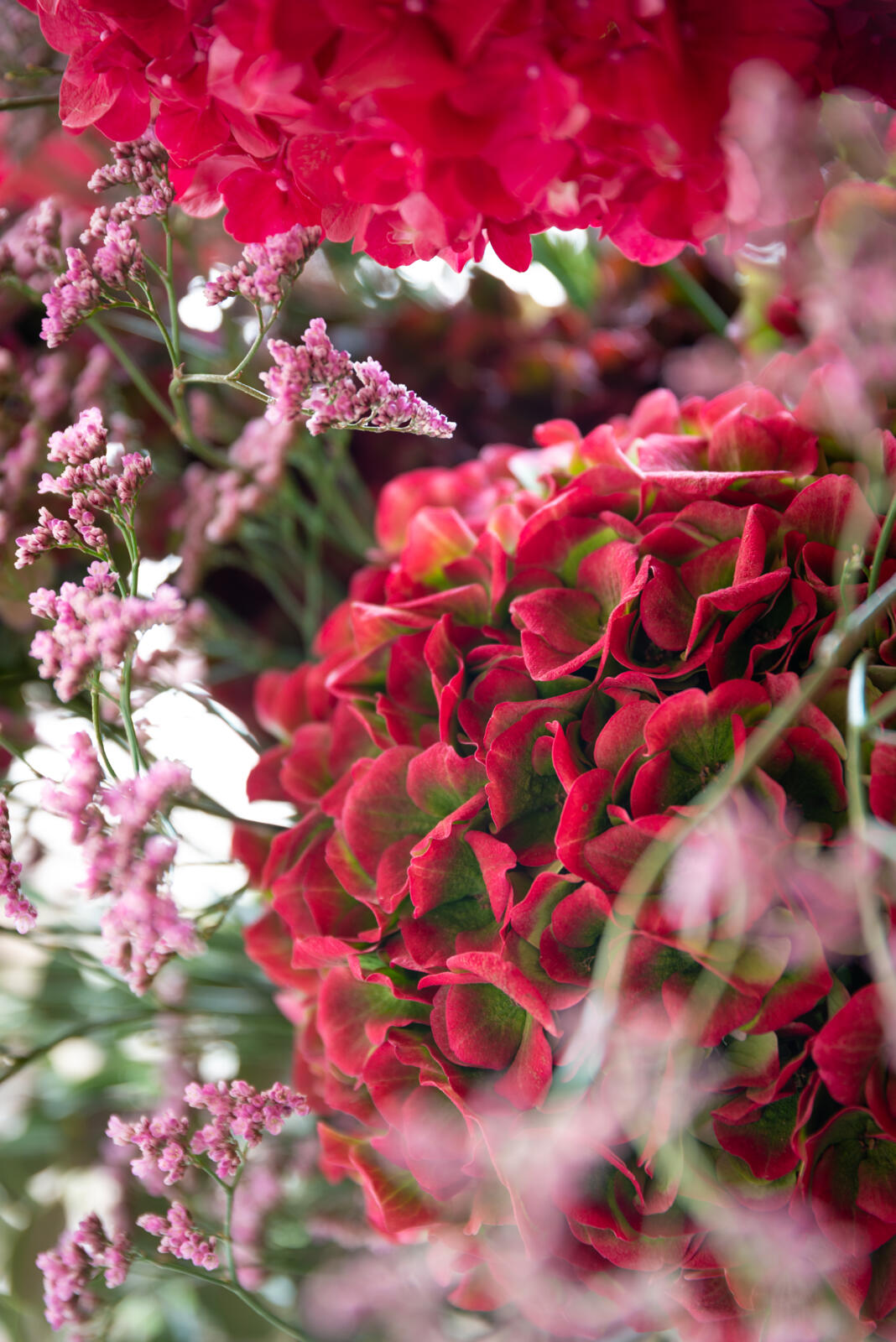 Ruby Red Classic hydrangea - Hydrangea World - Westflor Flower Wholesale
