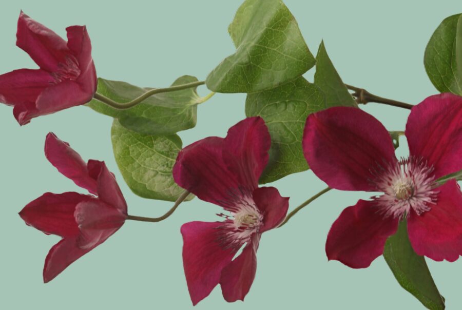 Clematis Amsterdam from Marginpar - Westflor Florist Wholesaler