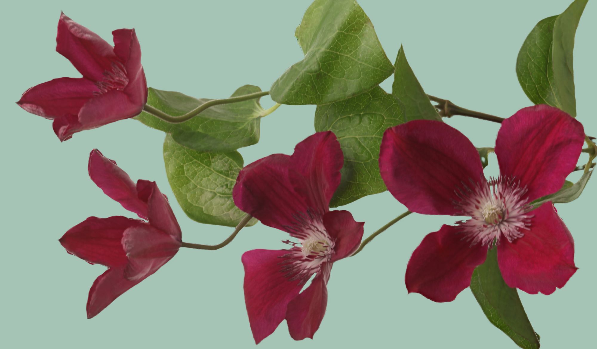 New Clematis! Introducing ‘Amsterdam’