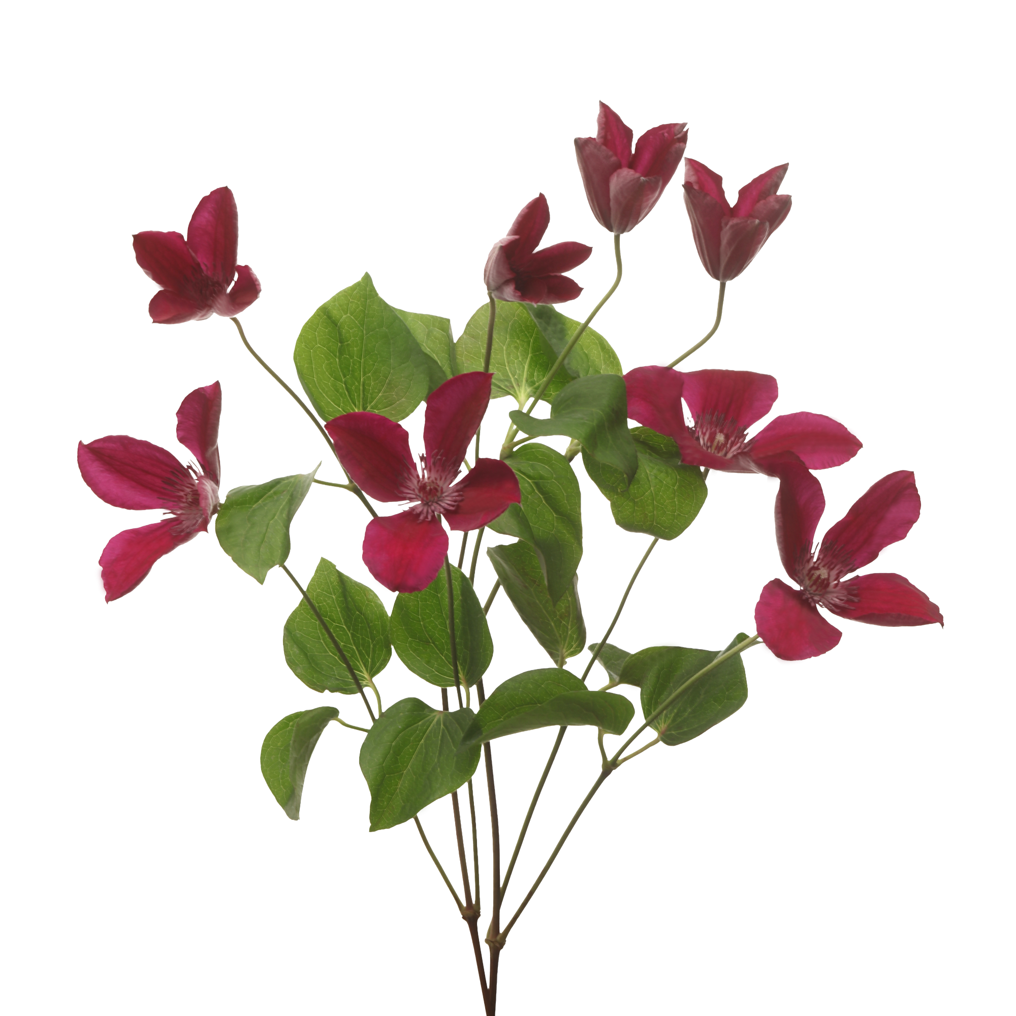 Marginpar_Clematis Amsterdam - Westflor stems