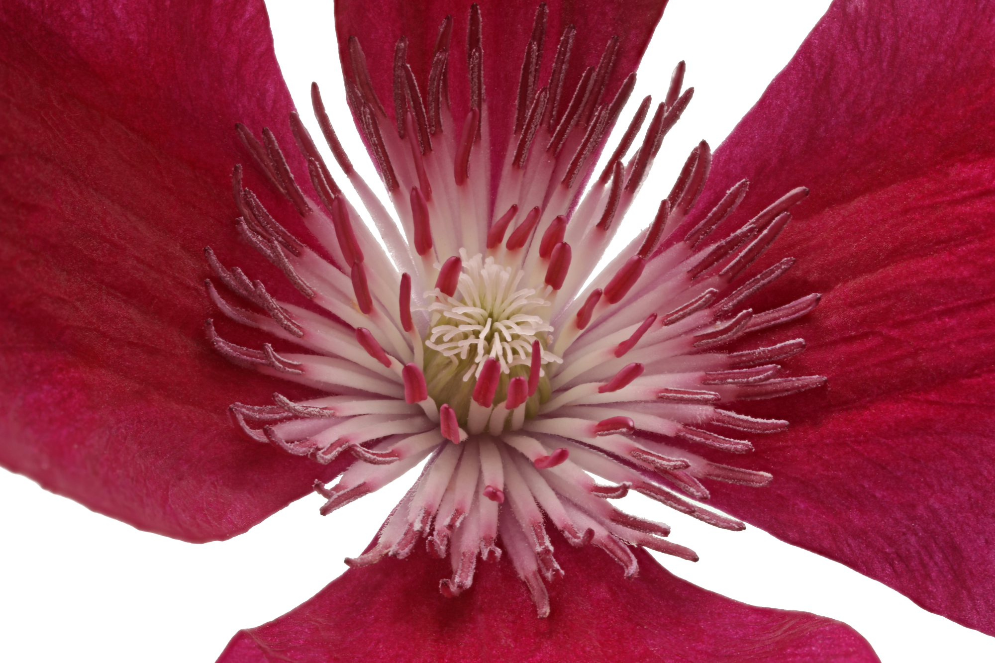 Marginpar_Clematis Amsterdam close up - Westflor