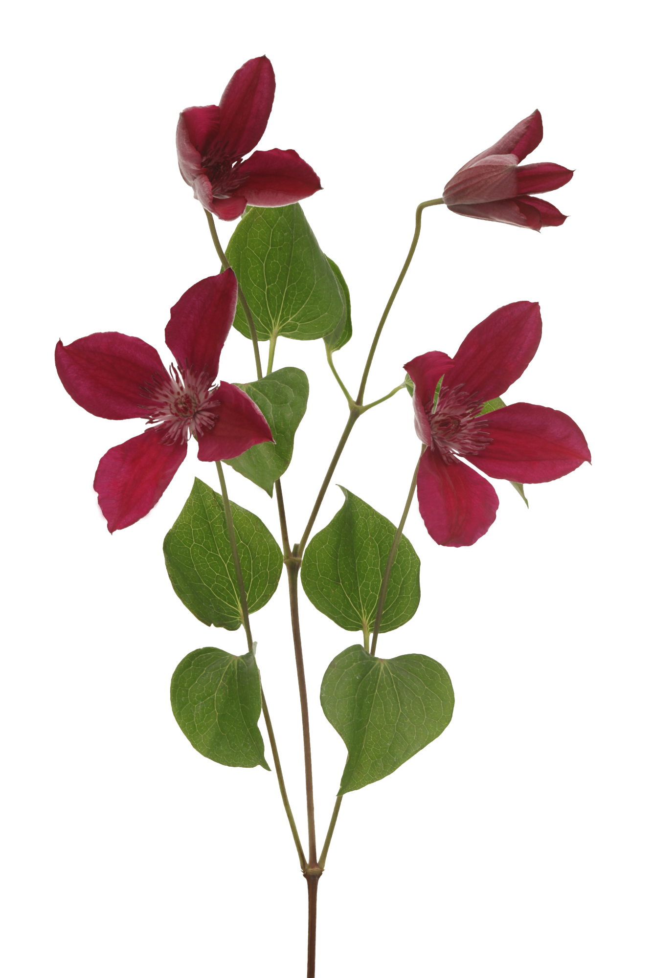 Marginpar_Clematis Amsterdam stem - Westflor