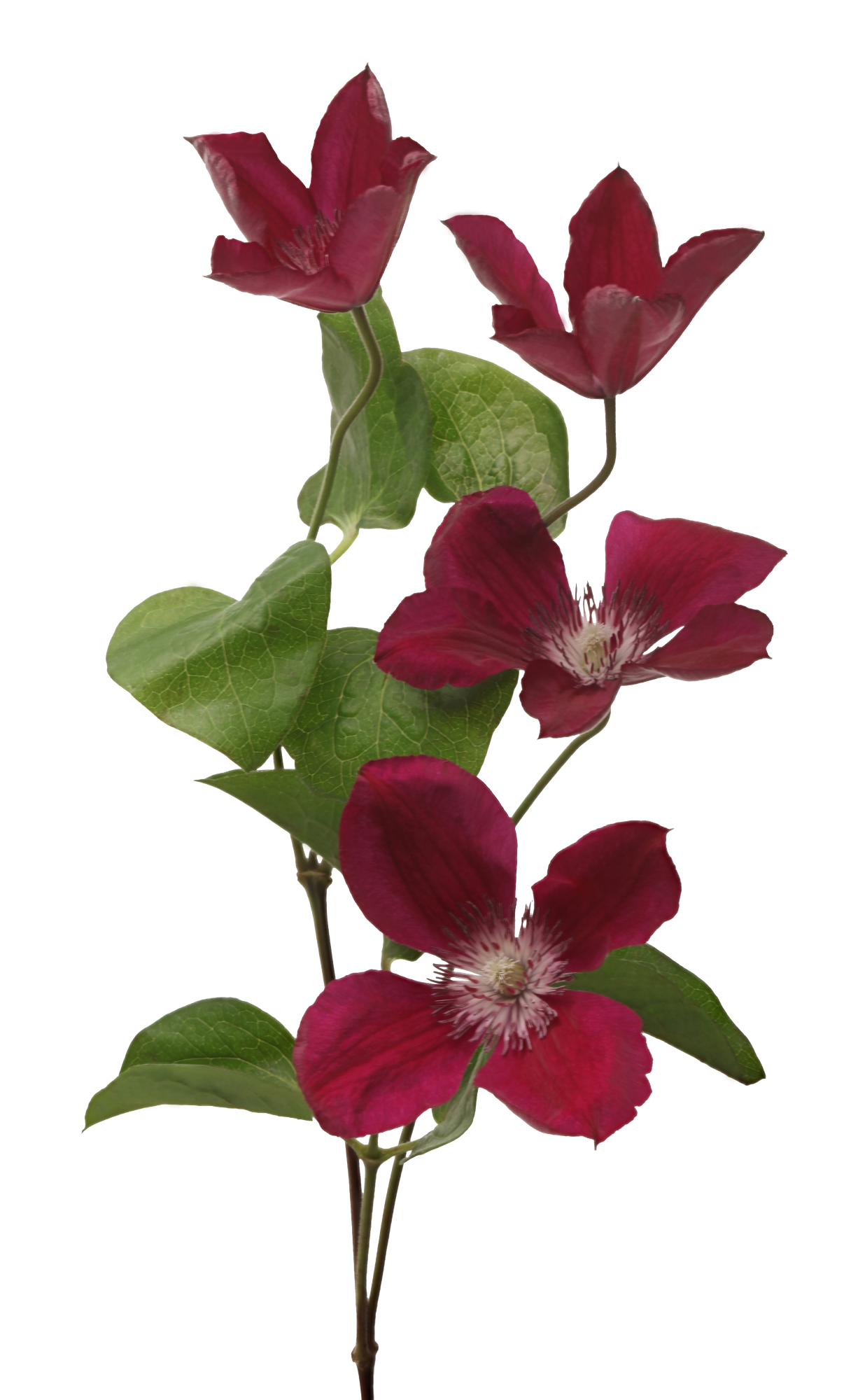 Marginpar_Clematis Amsterdam stem open - Westflor