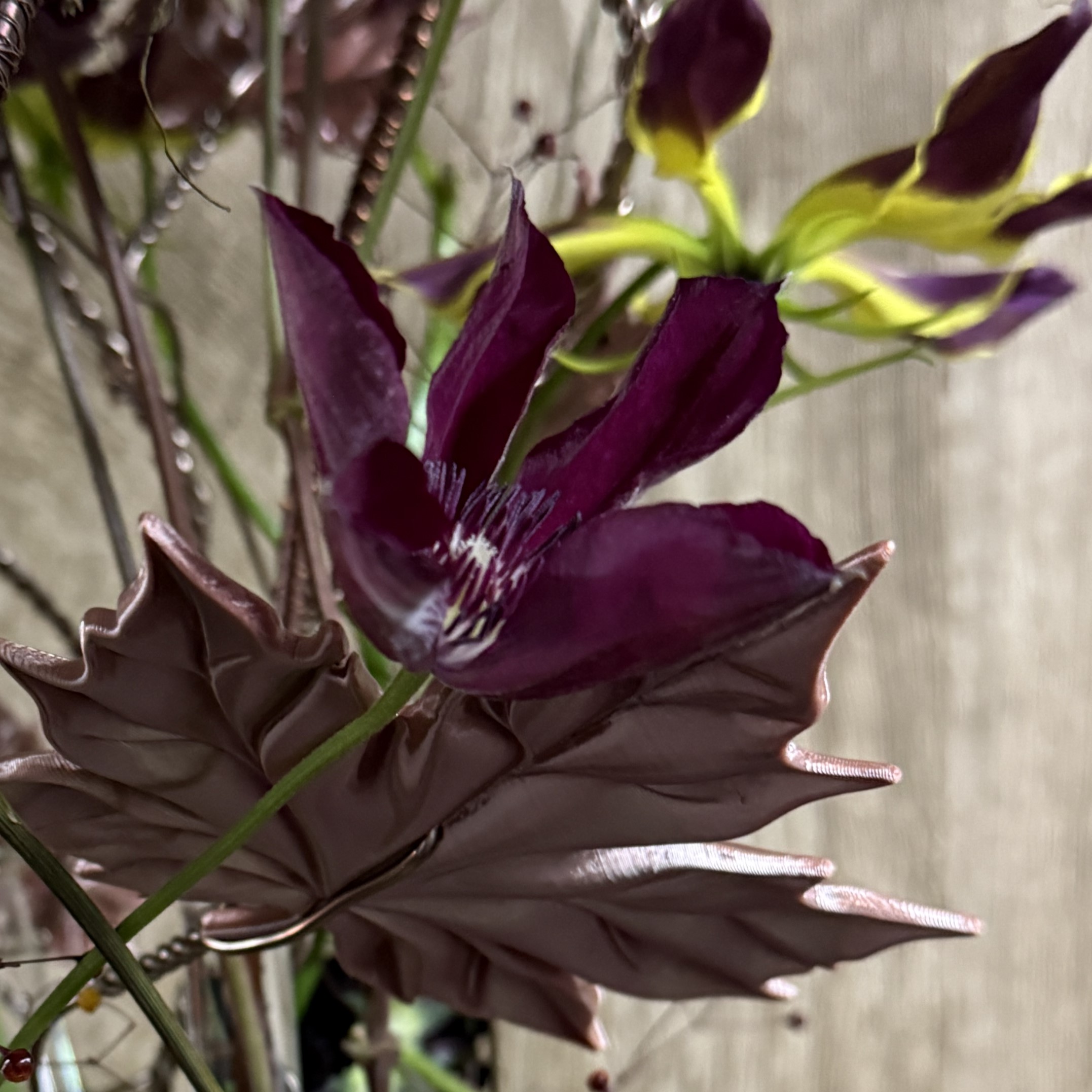 close up of clematis amsterdam - westflor